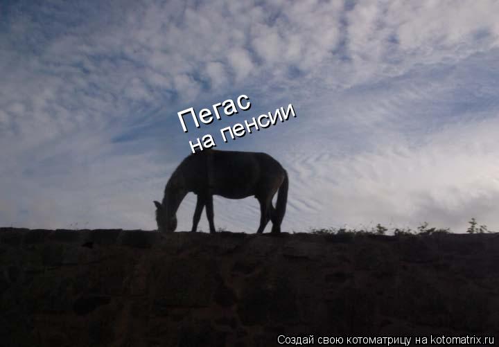 Пегас на пенсии... Котоматрица: Пегас на пенсии