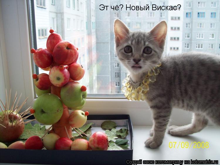 Эт чё? Новый Вискас?... Котоматрица: Эт чё? Новый Вискас?