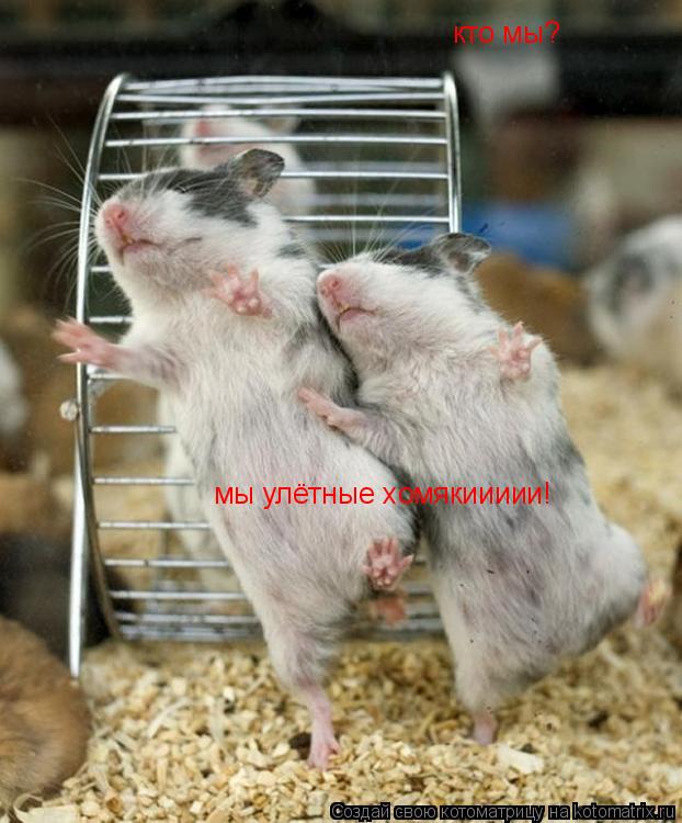кто мы? мы улётные хомякиииии!... Котоматрица: кто мы? мы улётные хомякиииии!
