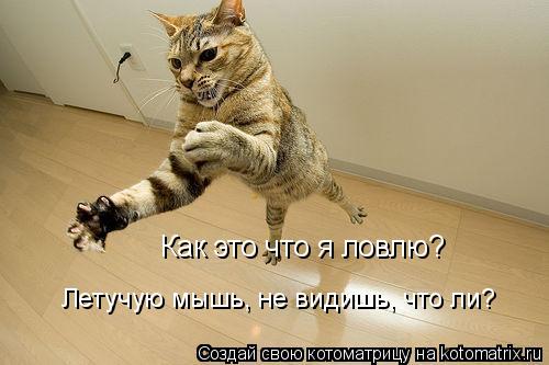 Как это что я ловлю? Летучую мышь, не видишь, что ли?... Котоматрица: Как это что я ловлю? Летучую мышь, не видишь, что ли?