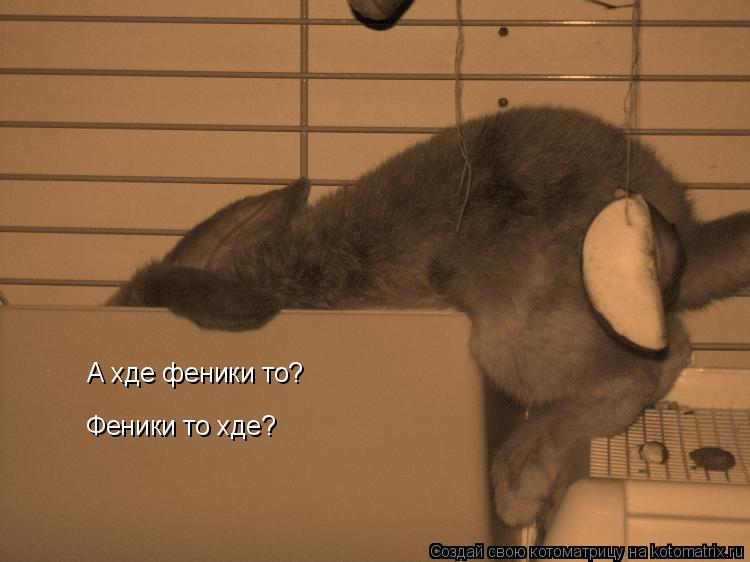 А хде феники то? Феники то хде?... Котоматрица: А хде феники то? Феники то хде?