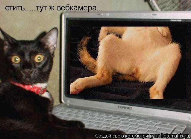 етить.....тут ж вебкамера...... Котоматрица: етить.....тут ж вебкамера...