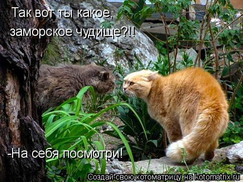 Так вот ты какое, заморское чудище?!! -На себя посмотри!... Котоматрица: Так вот ты какое, заморское чудище?!! -На себя посмотри!