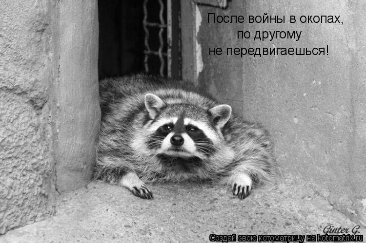 После войны в окопах, по другому не передвигаешься!... Котоматрица: После войны в окопах, по другому не передвигаешься!