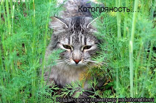 Котопряность....... Котоматрица: Котопряность....