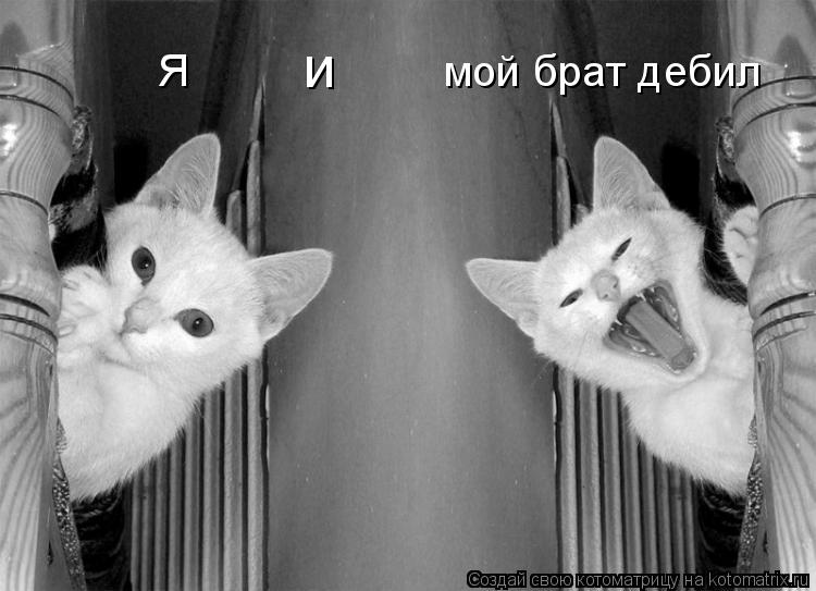 Я и мой брат дебил... Котоматрица: Я и мой брат дебил