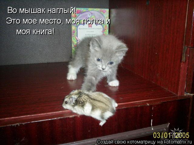 Во мышак наглый! Это мое место, моя полка и моя книга!... Котоматрица: Во мышак наглый! Это мое место, моя полка и моя книга!