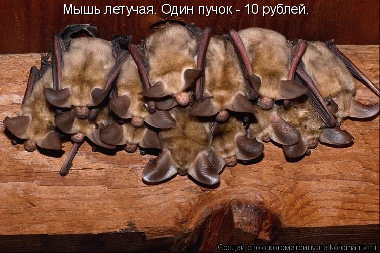Мышь летучая. Один пучок - 10 рублей.... Котоматрица: Мышь летучая. Один пучок - 10 рублей.