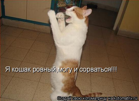 Котоматрица: Я кошак ровный,могу и сорваться!!!