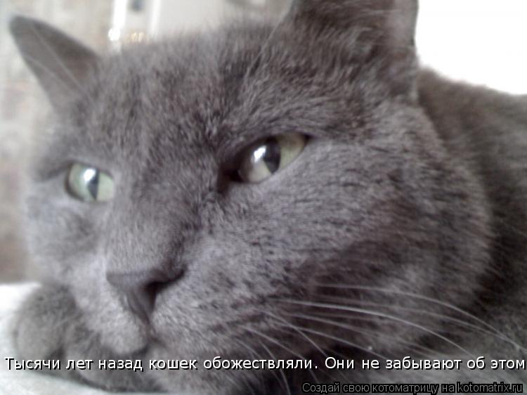 Тысячи лет назад кошек обожествляли. Они не забывают об этом. Тысячи лет назад кошек обожествляли. Он... Котоматрица: Тысячи лет назад кошек обожествляли. Они не забывают об этом. Тысячи лет назад кошек обожествляли. Они не забывают об этом.