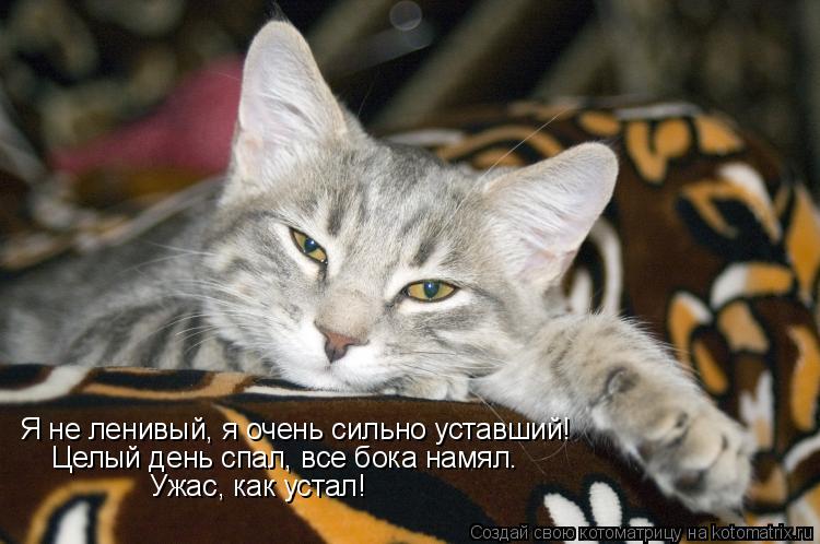 Я не ленивый, я очень сильно уставший! Целый день спал, все бока намял. Ужас, как устал!... Котоматрица: Я не ленивый, я очень сильно уставший! Целый день спал, все бока намял. Ужас, как устал!