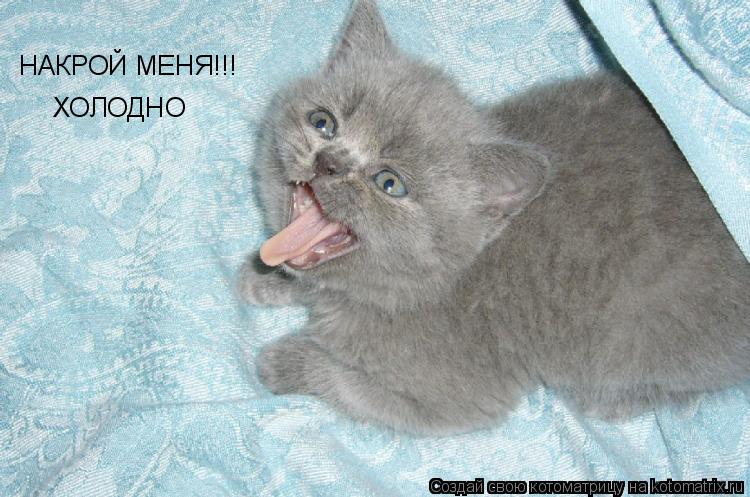 НАКРОЙ МЕНЯ!!! ХОЛОДНО... Котоматрица: НАКРОЙ МЕНЯ!!! ХОЛОДНО