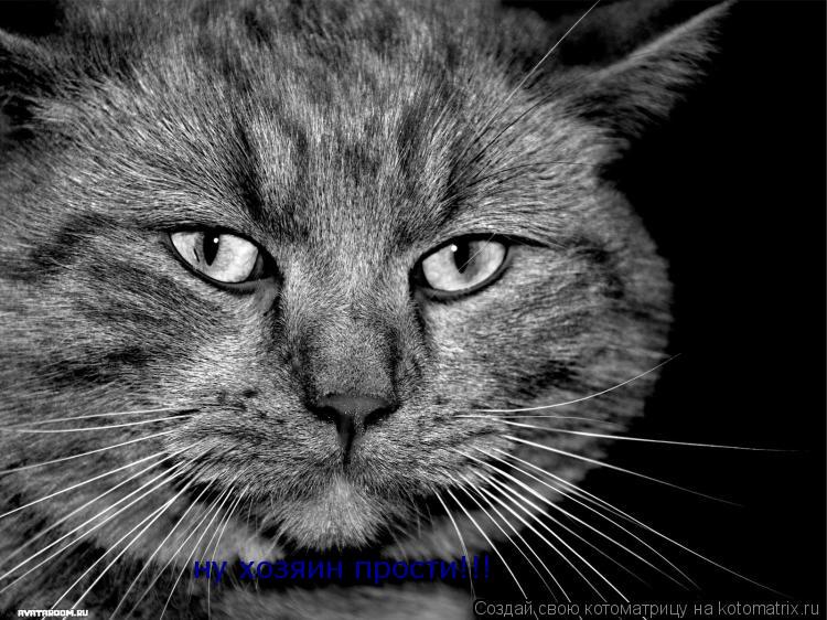 ну хозяин прости!!! ну хозяин прости!!!... Котоматрица: ну хозяин прости!!! ну хозяин прости!!!