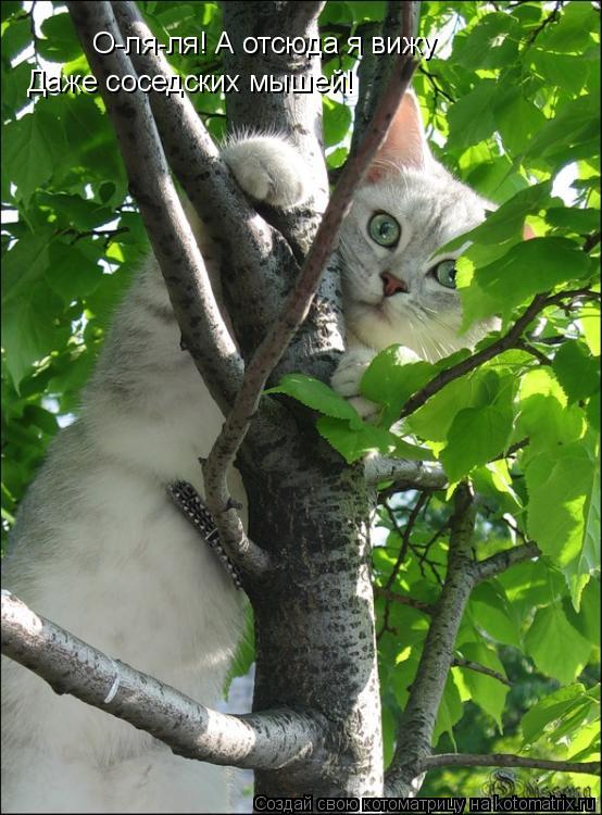 О-ля-ля! А отсюда я вижу Даже соседских мышей!... Котоматрица: О-ля-ля! А отсюда я вижу Даже соседских мышей!
