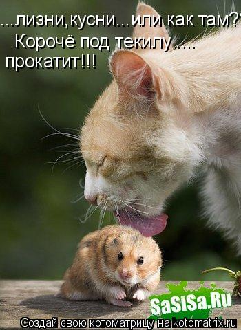 ...лизни,кусни...или как там??? Корочё под текилу прокатит!!! Корочё под текилу .... прокатит!!!... Котоматрица: ...лизни,кусни...или как там??? Корочё под текилу прокатит!!! Корочё под текилу .... прокатит!!!