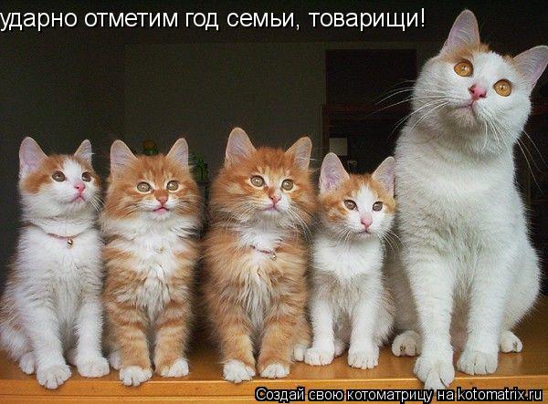 ударно отметим год семьи, товарищи!... Котоматрица: ударно отметим год семьи, товарищи!