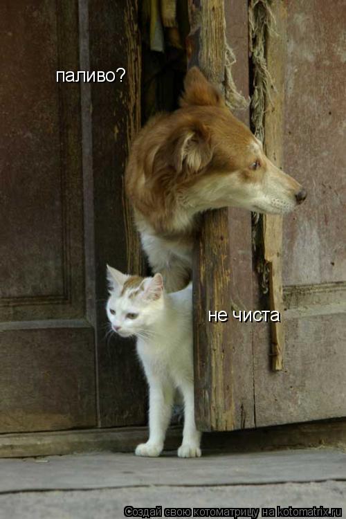 паливо? не чиста... Котоматрица: паливо? не чиста