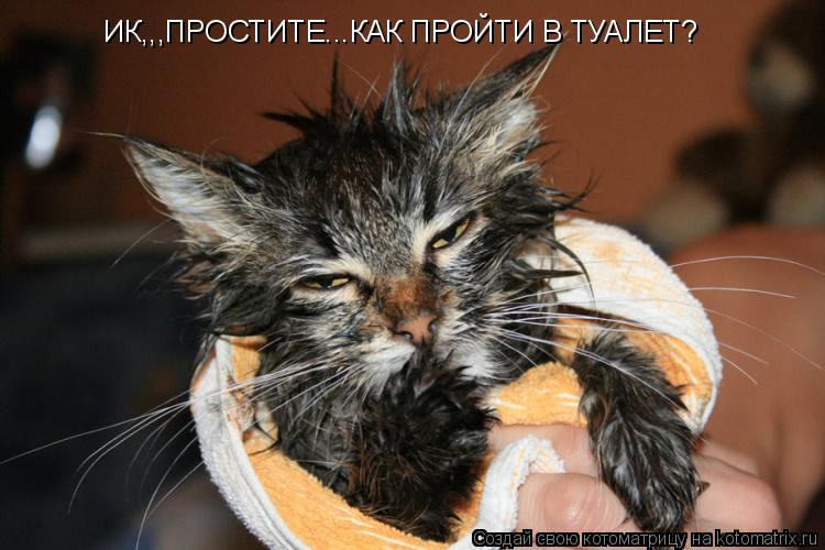ИК,,,ПРОСТИТЕ...КАК ПРОЙТИ В ТУАЛЕТ?... Котоматрица: ИК,,,ПРОСТИТЕ...КАК ПРОЙТИ В ТУАЛЕТ?