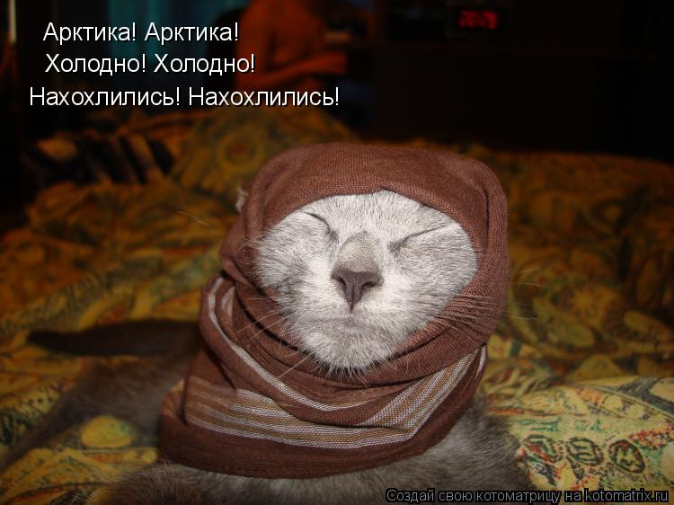 Арктика! Арктика! Холодно! Холодно! Нахохлились! Нахохлились!... Котоматрица: Арктика! Арктика! Холодно! Холодно! Нахохлились! Нахохлились!
