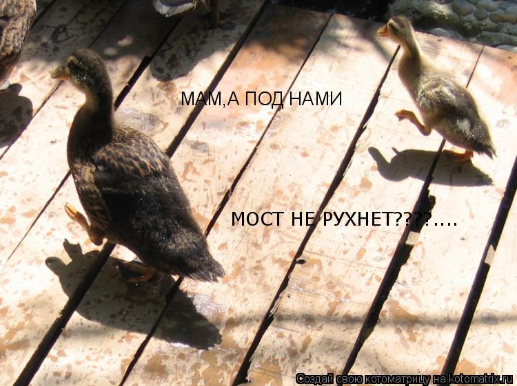 МАМ,А ПОД НАМИ МОСТ НЕ РУХНЕТ????....... Котоматрица: МАМ,А ПОД НАМИ МОСТ НЕ РУХНЕТ????....