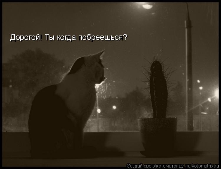 Дорогой! Ты когда побреешься?... Котоматрица: Дорогой! Ты когда побреешься?