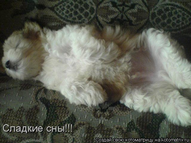Сладкие сны!!!... Котоматрица: Сладкие сны!!!