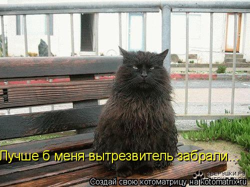 Котоматрица: Лучше б меня вытрезвитель забрали...
