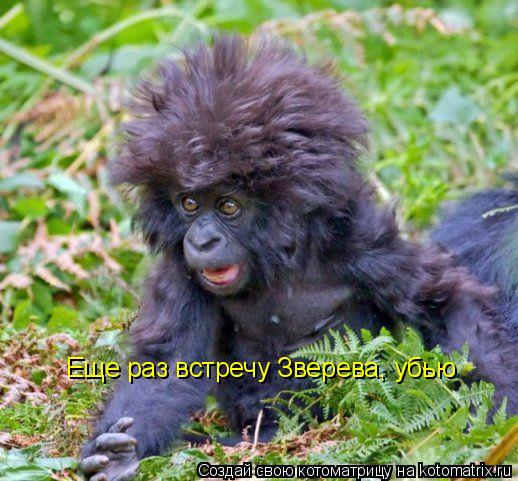 Еще раз встречу Зверева, убью... Котоматрица: Еще раз встречу Зверева, убью