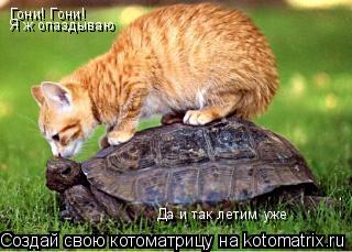 Гони! Гони! Я ж опаздываю Да и так летим уже... Котоматрица: Гони! Гони! Я ж опаздываю Да и так летим уже