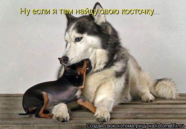 Котоматрица: Ну если я там найду свою косточку...