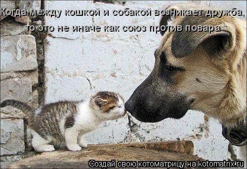 Когда между кошкой и собакой возникает дружба, то это не иначе как союз против повара... Котоматрица: Когда между кошкой и собакой возникает дружба, то это не иначе как союз против повара