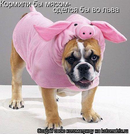 Кормили бы мясом- Кормили бы мясом- оделся бы во льва... Котоматрица: Кормили бы мясом- Кормили бы мясом- оделся бы во льва