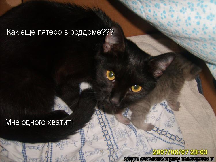 Как еще пятеро в роддоме??? Мне одного хватит!... Котоматрица: Как еще пятеро в роддоме??? Мне одного хватит!