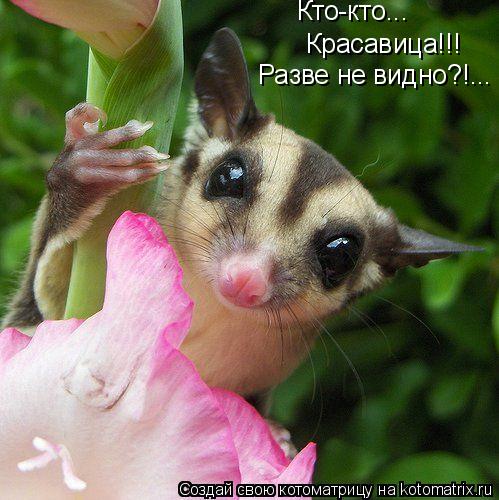 Котоматрица: Красавица!!! Разве не видно?!... Кто-кто...