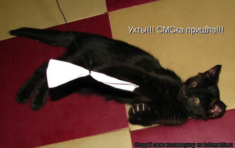 Котоматрица: Ухты!!! СМСка пришла!!!