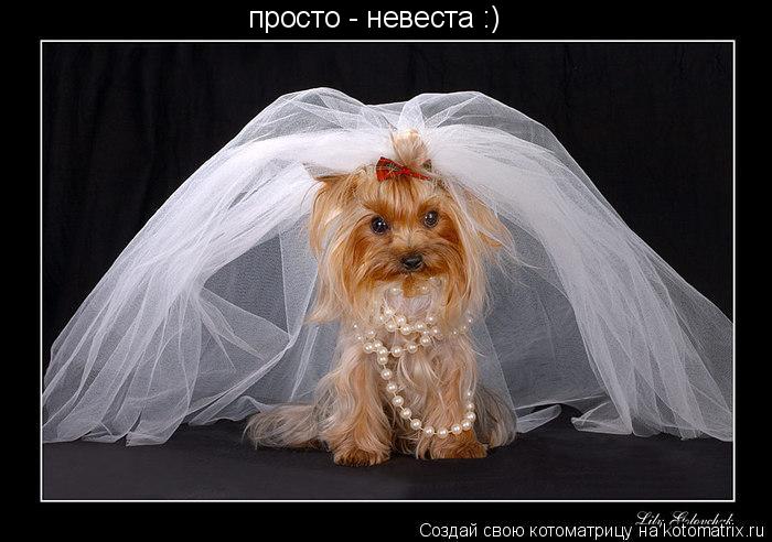 просто - невеста :)... Котоматрица: просто - невеста :)