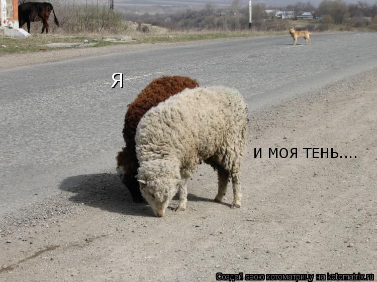 Я И МОЯ ТЕНЬ....... Котоматрица: Я И МОЯ ТЕНЬ....
