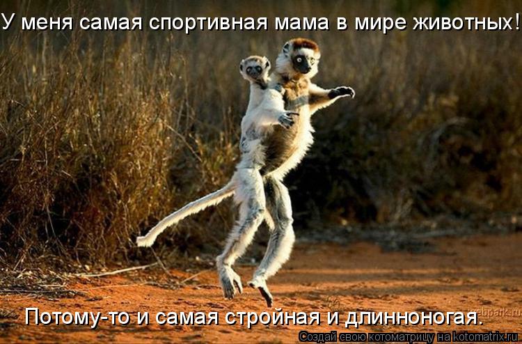 У меня самая спортивная мама в мире животных! Потому-то и самая стройная и длинноногая.... Котоматрица: У меня самая спортивная мама в мире животных! Потому-то и самая стройная и длинноногая.