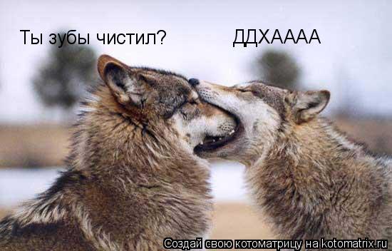 Ты зубы чистил? ДДХАААА... Котоматрица: Ты зубы чистил? ДДХАААА
