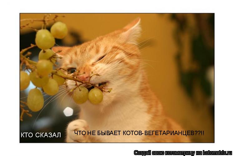 КТО СКАЗАЛ ЧТО НЕ БЫВАЕТ КОТОВ-ВЕГЕТАРИАНЦЕВ??!!... Котоматрица: КТО СКАЗАЛ ЧТО НЕ БЫВАЕТ КОТОВ-ВЕГЕТАРИАНЦЕВ??!!