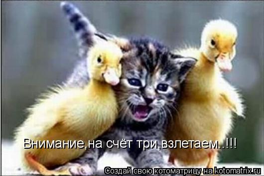 Котоматрица: Внимание,на счёт три,взлетаем..!!!