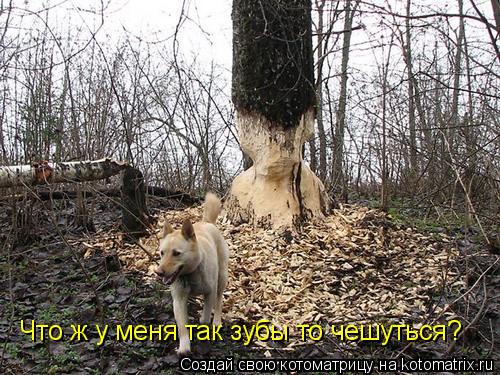 Что ж у меня так зубы то чешуться?... Котоматрица: Что ж у меня так зубы то чешуться?