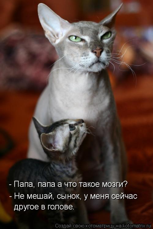http://kotomatrix.ru/images/lolz/2008/10/10/IF.jpg