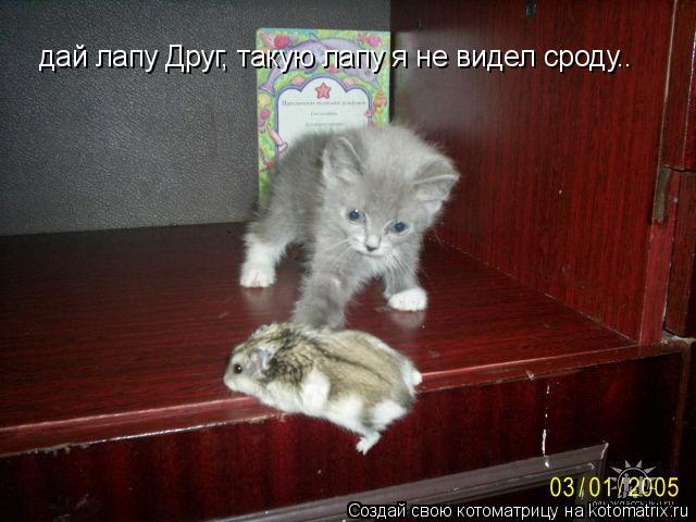 дай лапу Друг, такую лапу я не видел сроду..... Котоматрица: дай лапу Друг, такую лапу я не видел сроду..