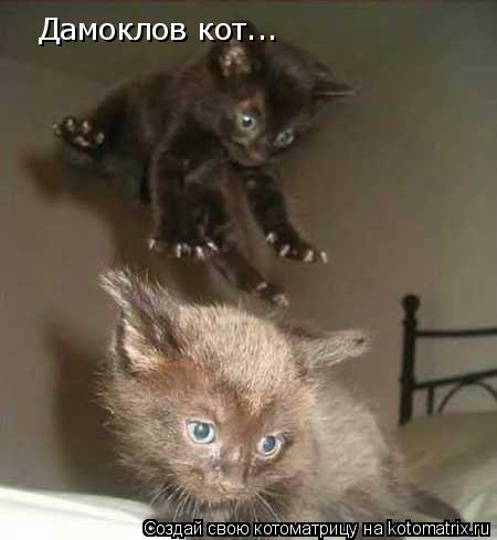 Дамоклов кот...... Котоматрица: Дамоклов кот...