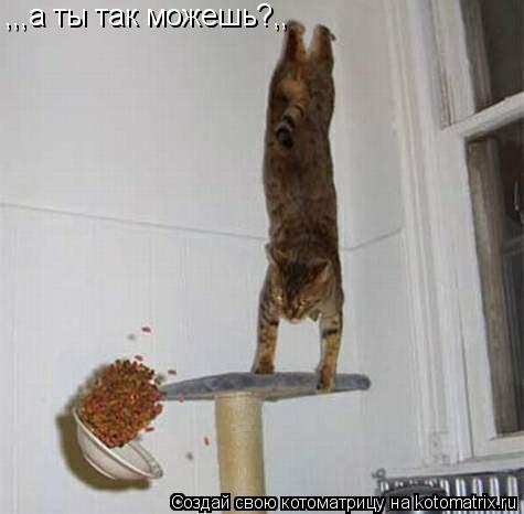 ,,,а ты так можешь?,,... Котоматрица: ,,,а ты так можешь?,,