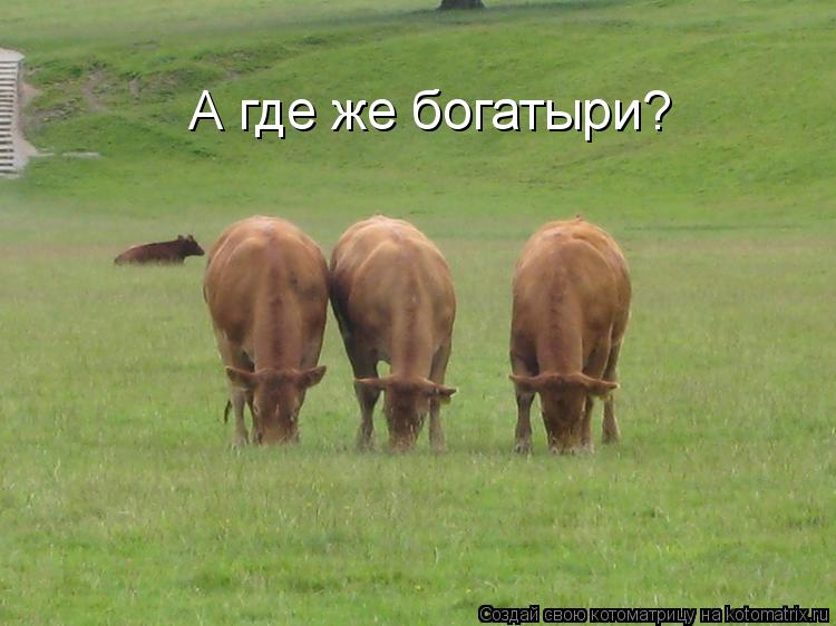 А где же богатыри?... Котоматрица: А где же богатыри?