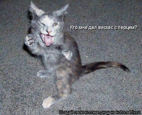 Кто мне дал вискас с перцем?... Котоматрица: Кто мне дал вискас с перцем?