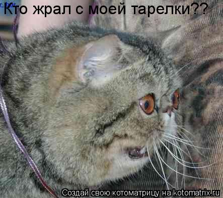 Кто жрал с моей тарелки??... Котоматрица: Кто жрал с моей тарелки??