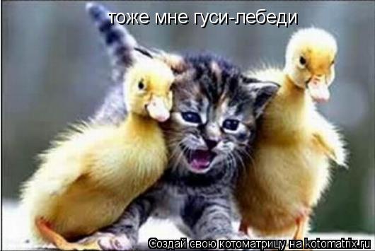 тоже мне гуси-лебеди... Котоматрица: тоже мне гуси-лебеди